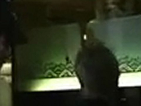 Jakob Dylan Goes To Mr Chows