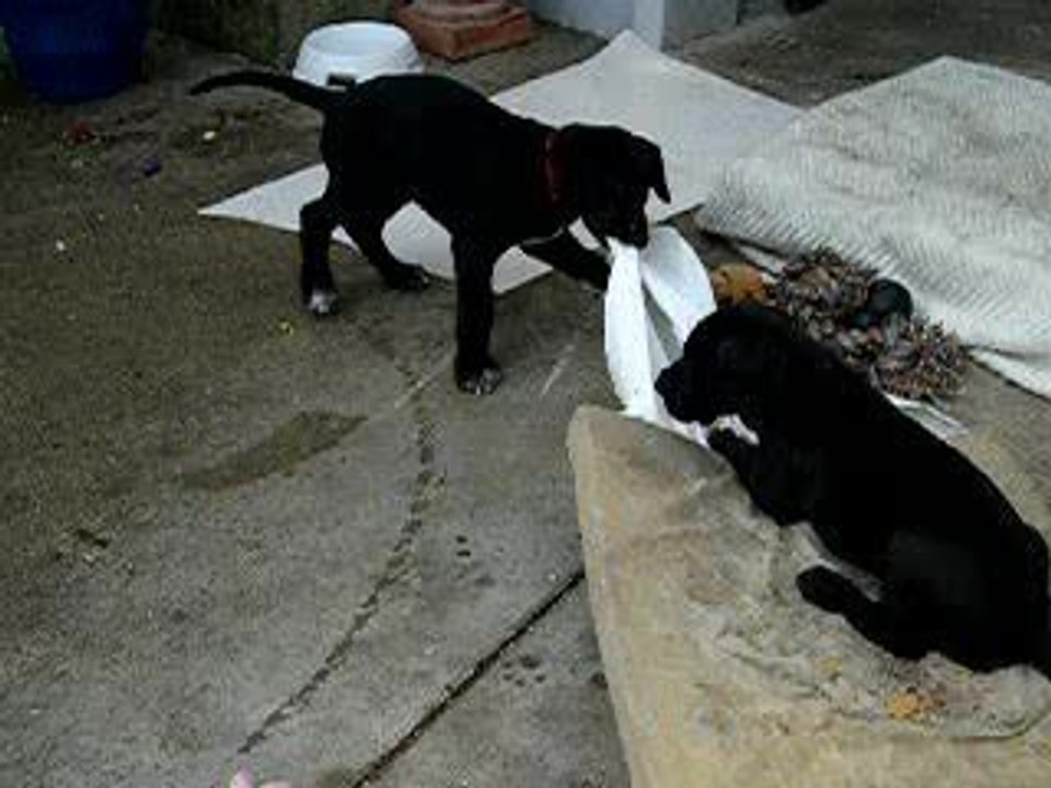 chiot dogue allemand 08/09/06