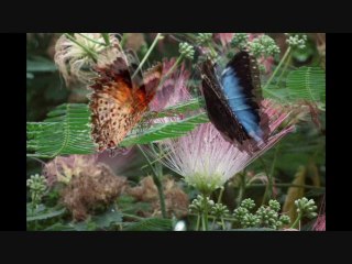 SYMPHONIES POUR PAPILLONS