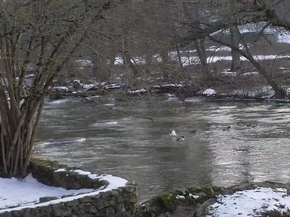 CYGNE ET CANARDS