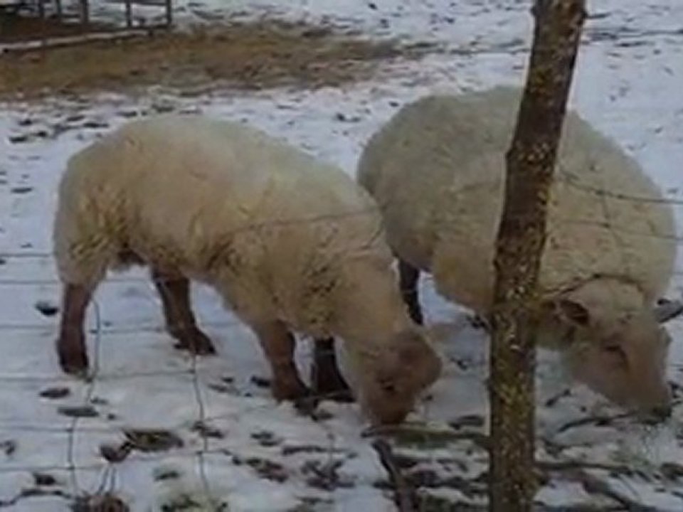 MOUTONS