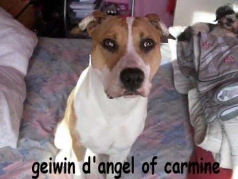 film du groupe passion amstaff nord pas de calais picardie