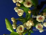 Flowering Trees - HD 2K 4K Time Lapse Stock Footage Royalty-Free