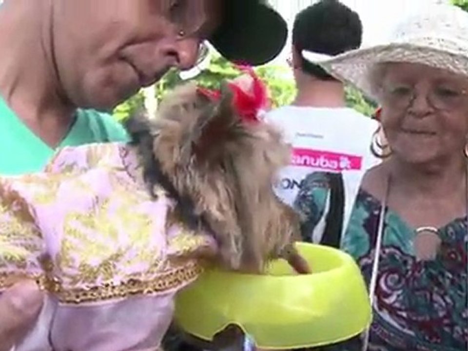 Carnaval bom pra cachorro