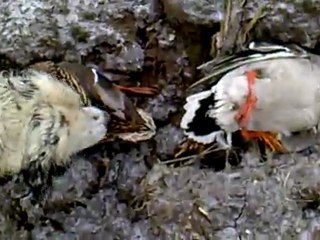 TORO ördek avı -1-