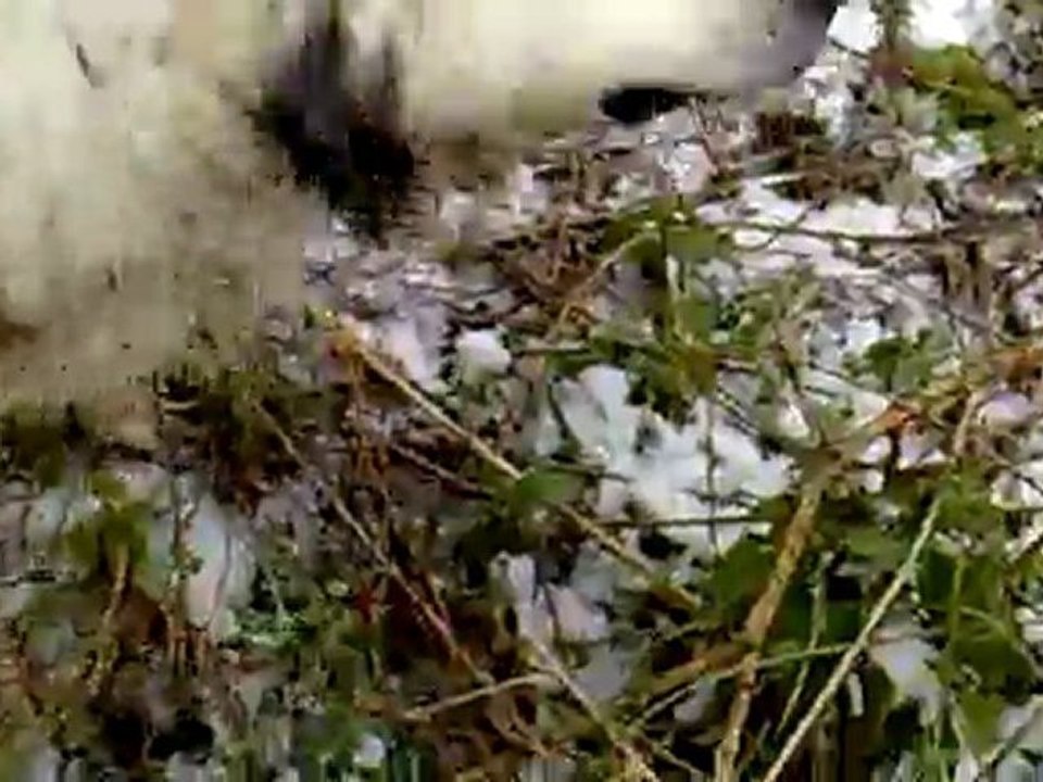 TORO çulluk avı -2-