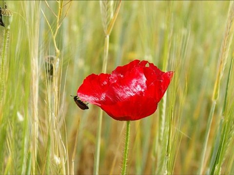 Güler Duman Musa Eroğlu Dilim Seni Söyler (2012 Düet)