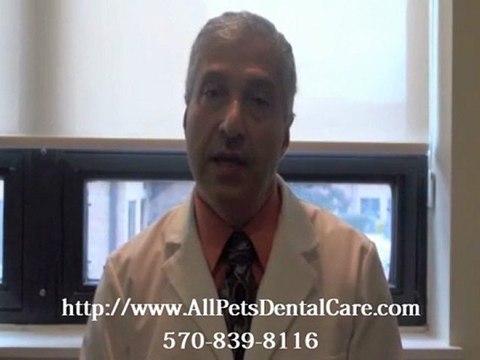 Licensed Veterinarian in Mt. Pocono PA