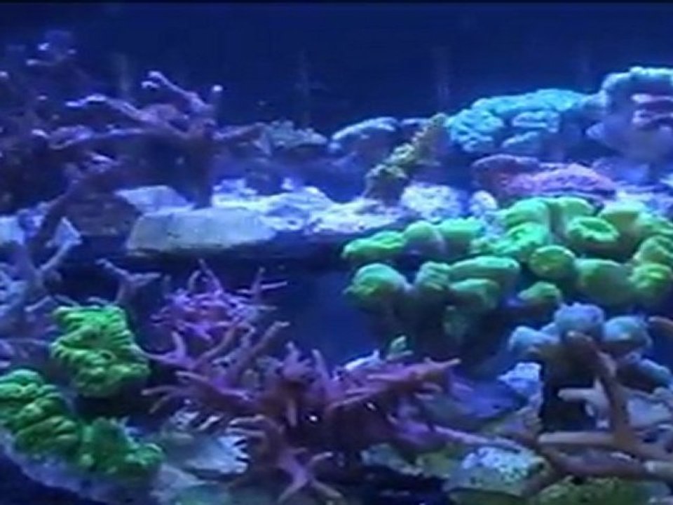 Show Betta Antibes 2012