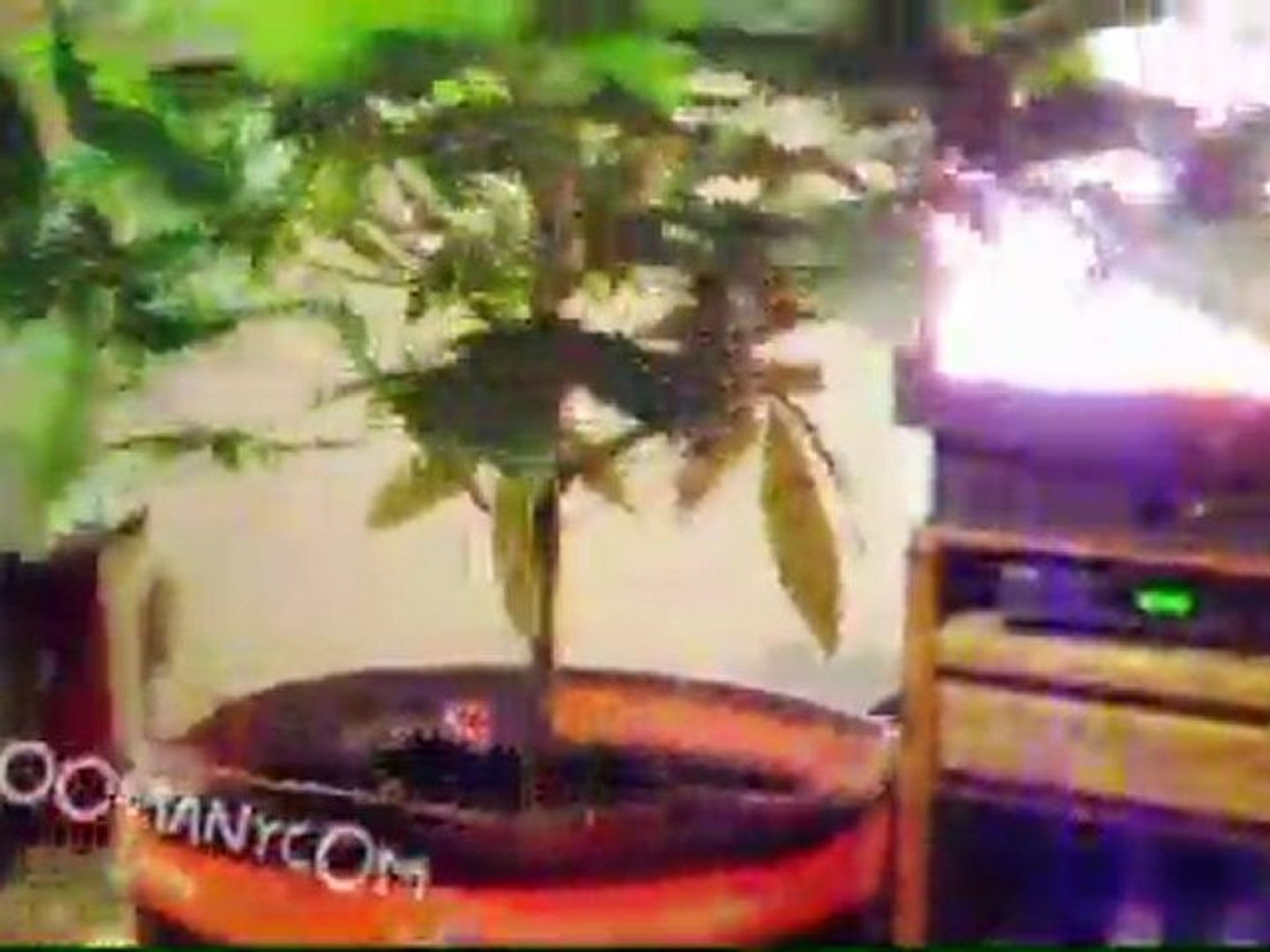 ⁣Bonsai Marijuana Plant
