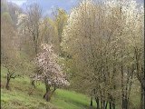 Pyrénées merisiers en fleurs arbres rouille jaunes et autres