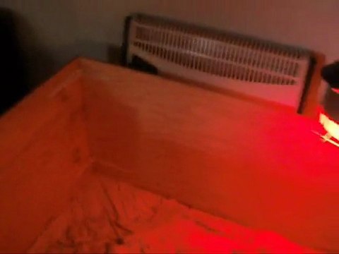 OFFWEEDMAN BULL TERRIER (chiots 18 jours)