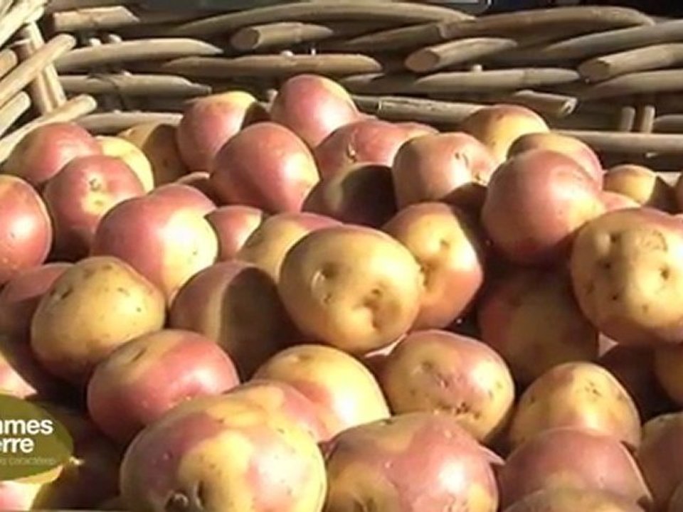 Potato4_toutununivers