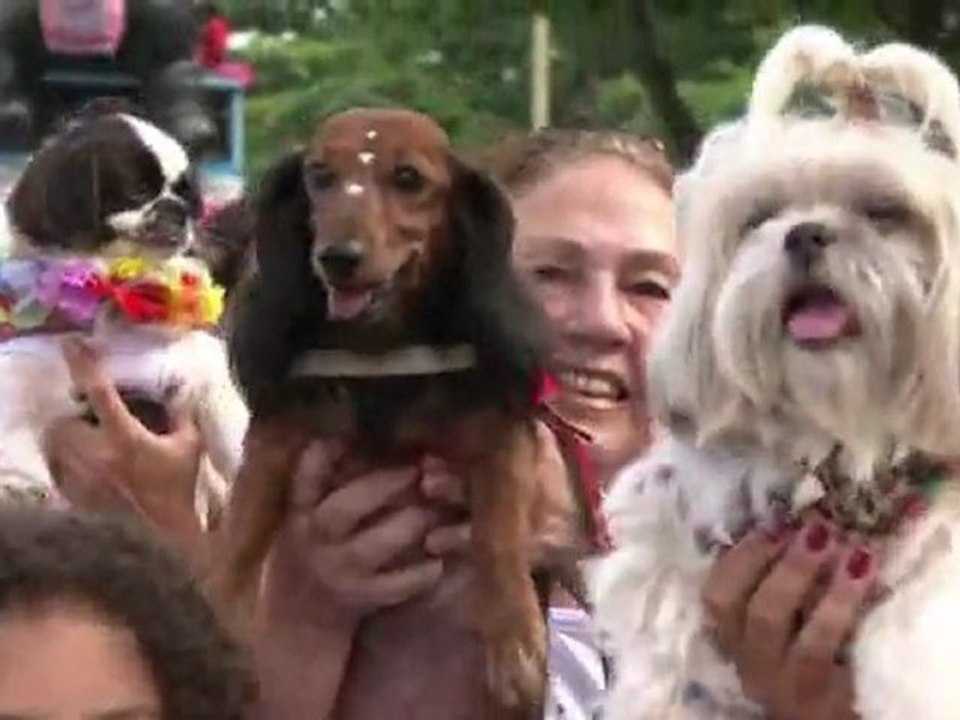A Rio, les animaux ont aussi leur carnaval