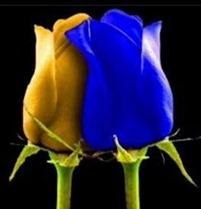 Böyledir Bizim Sevdamız