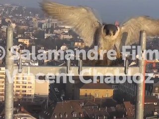 Découverte Poétique d'une Ville Hivernale en Suisse ❄️