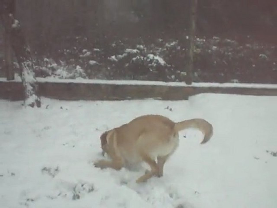 chame dans la neige