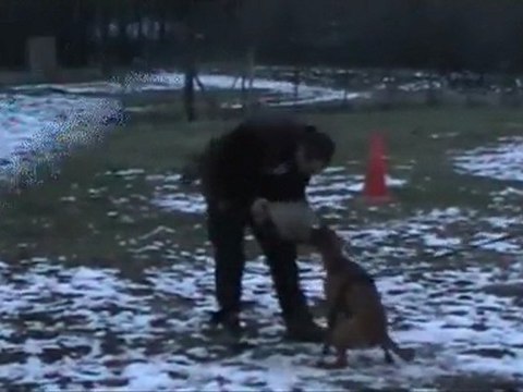 Geisha des Steppes Perdues à 6 mois en entrainements (CHEYENNE de SAINT QUINIS X UCELLO du DOLON / Portée des G 2011)