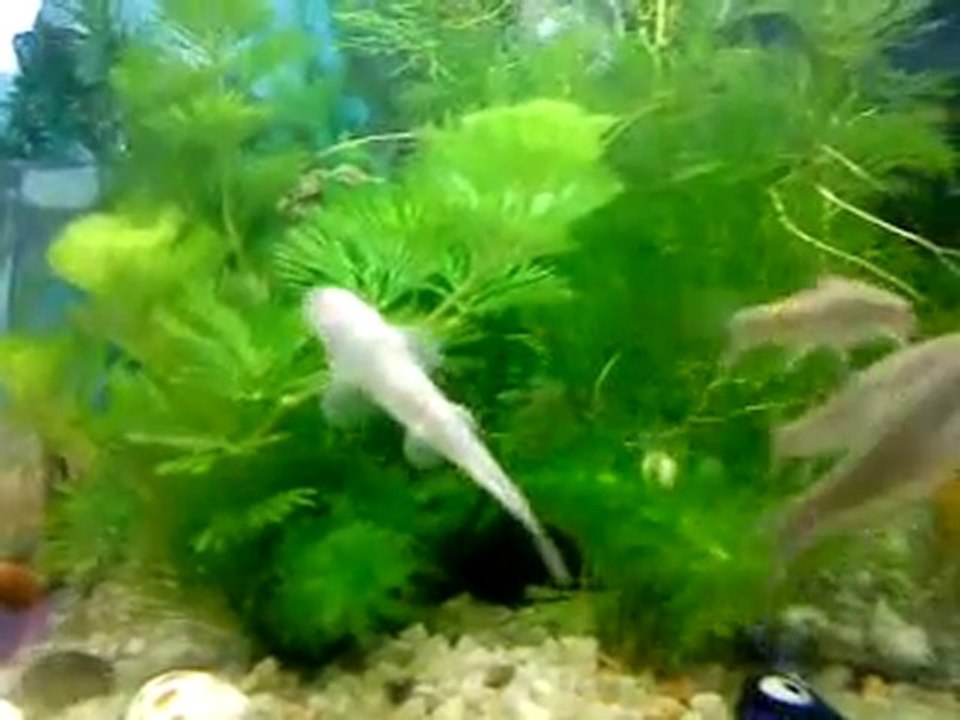 Garra rufa-Kangal baliklari