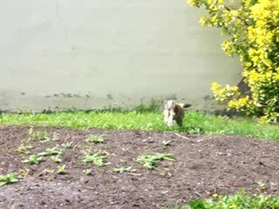 Enrique beim Freilauf Video3