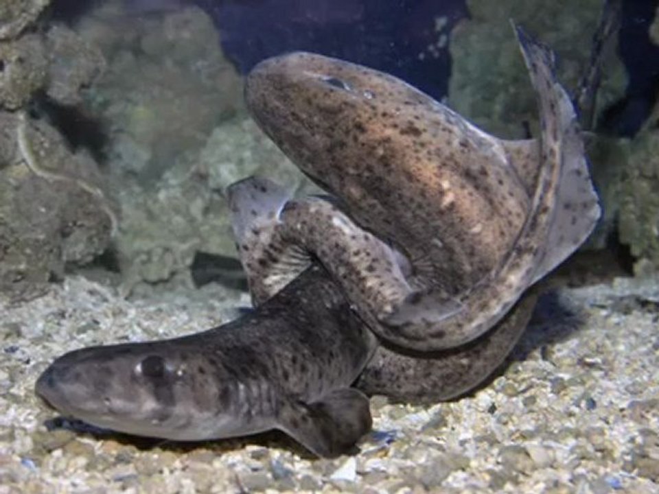 Saint-Valentin avec les requins