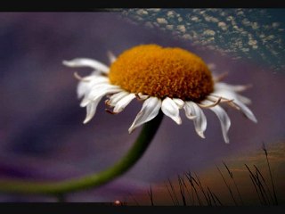 Ankaralı Doğan-Gittin Gideli