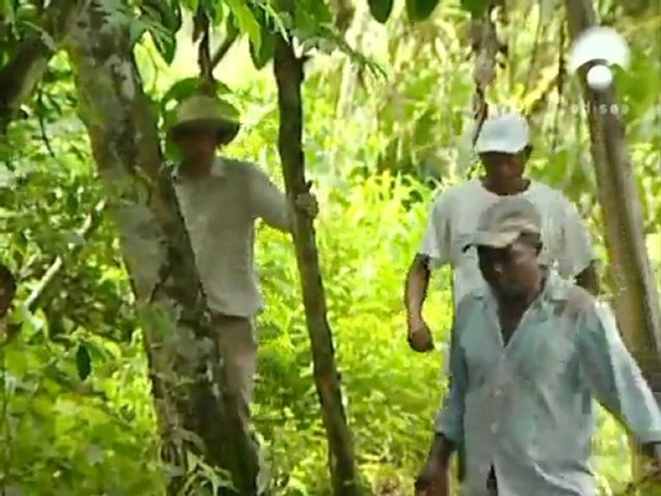 Documental: Diario de la cocaina