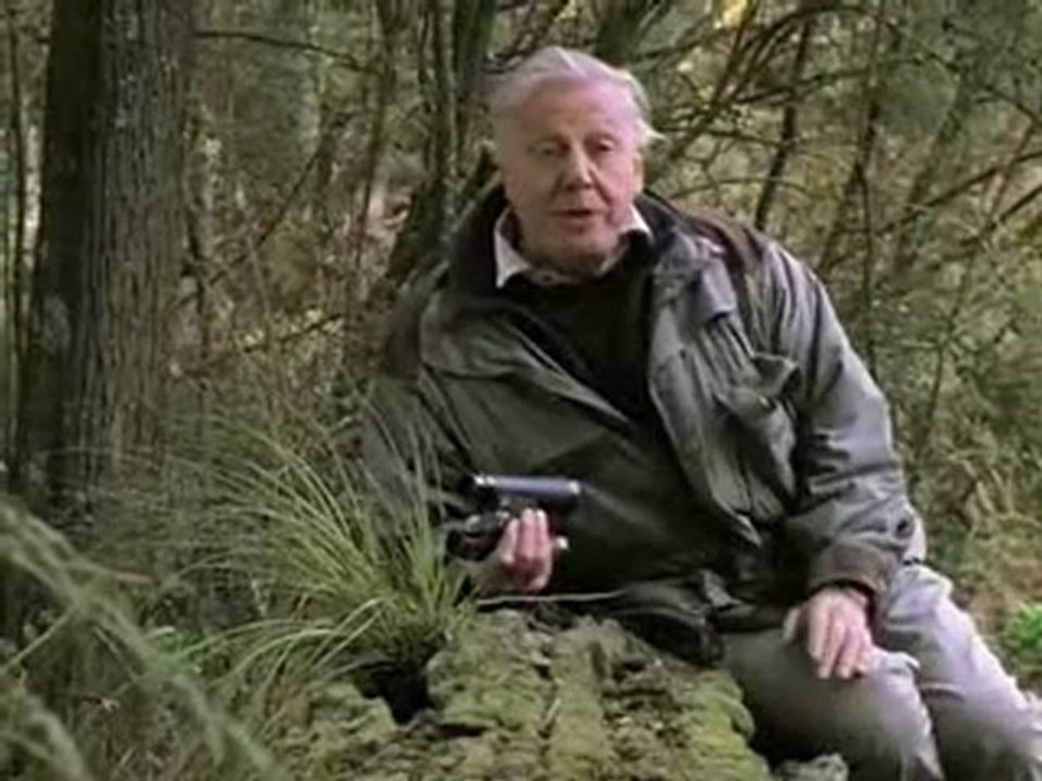 The amazing lyrebird