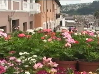En San Valentín, los quiteños regalan geranios a su ciudad
