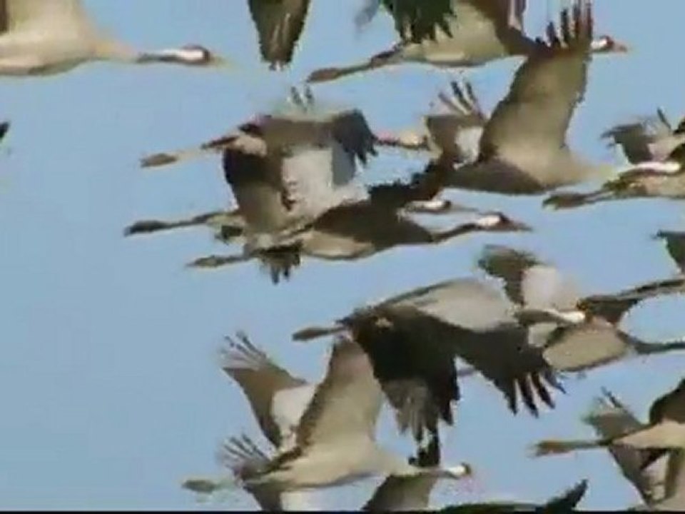 La face sauvage des Pyrénées - La saison des couleurs