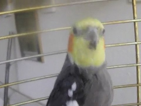 Bülbül Öten Sultan Papağanı