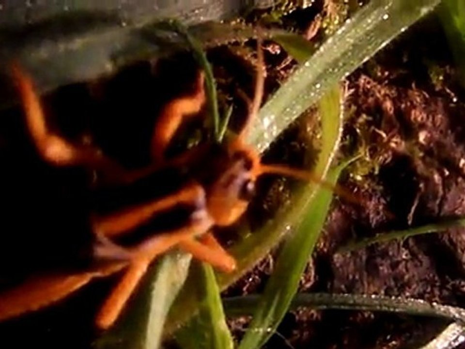 mes locusta migratoria
