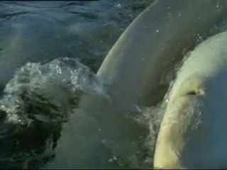 Υπερκινητικός Δάσκαλος-Άγριο πεδίο μάχης-Αρκούδα