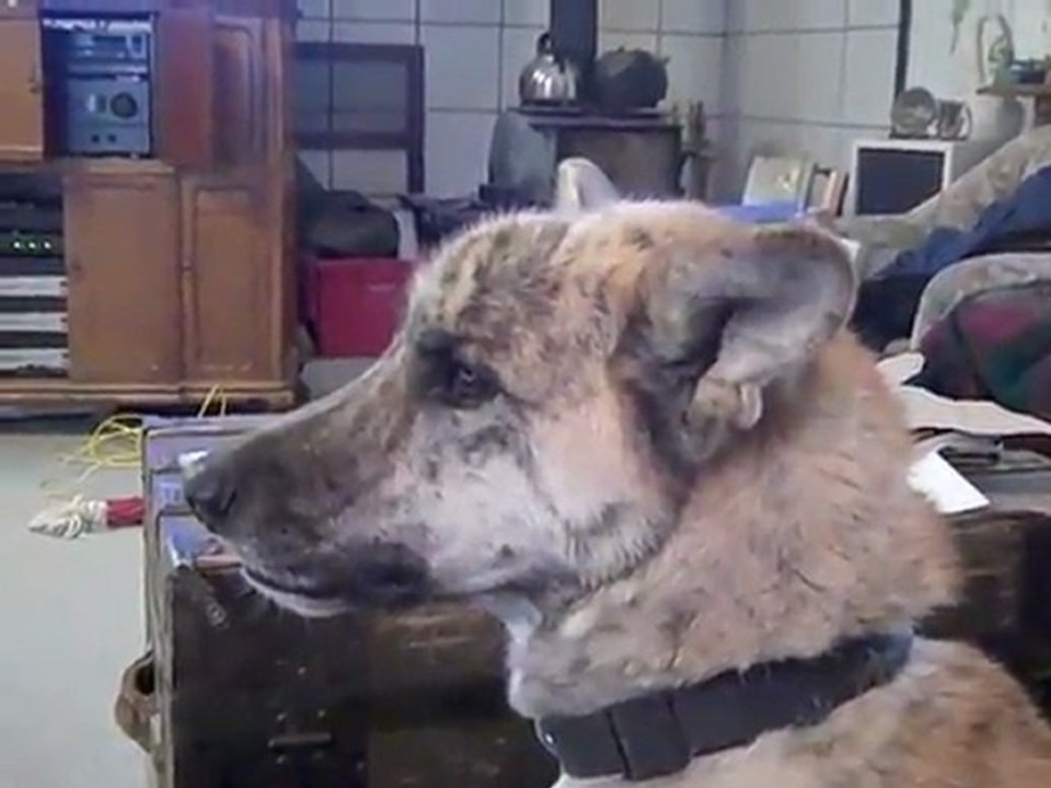 Ultimate Dog Tease - YouTube