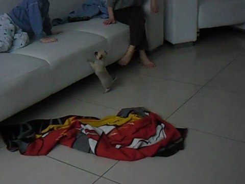 Lukas joue avec Jibi notre petit chihuahua (Même pas 24h après on arrivée chez nous)