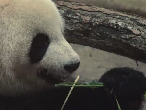 De Chengdu à Beauval, l’aventure de Huan Huan et Yuan Zi