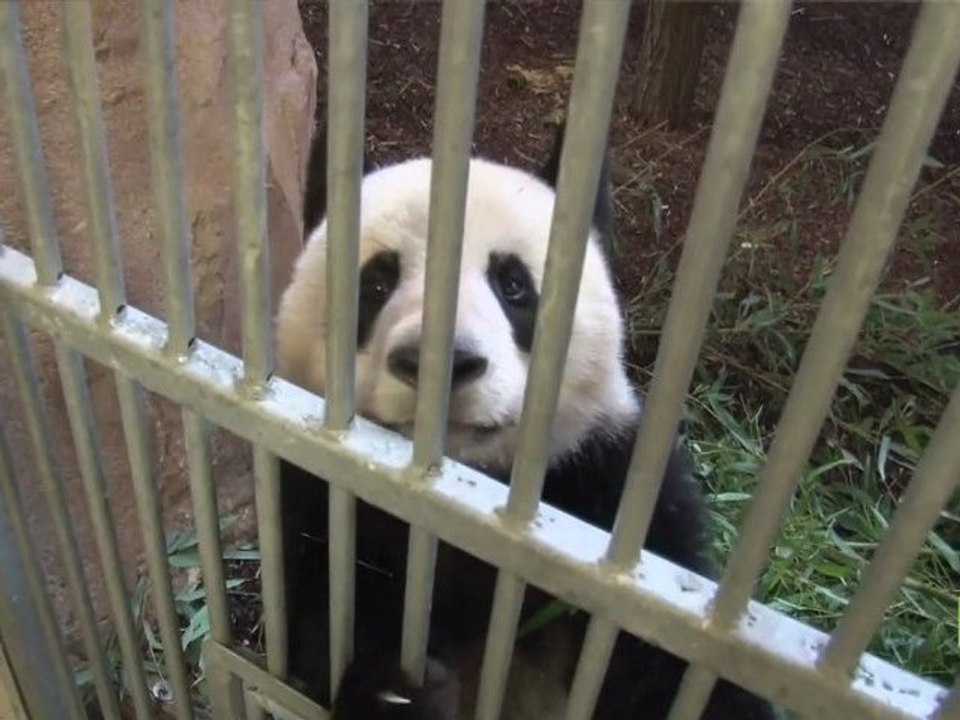 Les pandas, un trésor symbolique des espèces me...