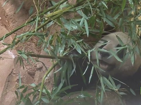 La vie de panda à Beauval