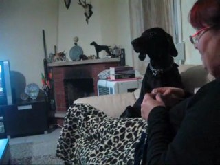 Evde Kurzhaar köpek bakımı.