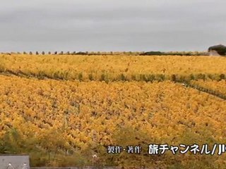 Train trip for cuisine & wine - Tours, FRANCE