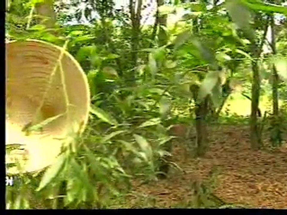 Nhạt Nắng - daovien.net