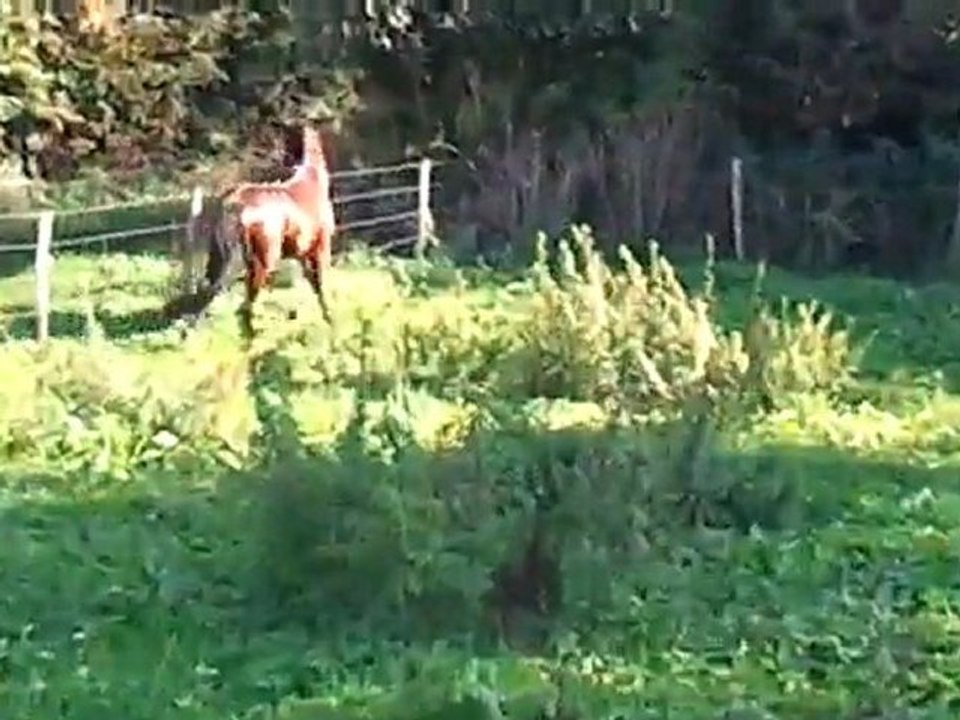 video-2011-10-02-15-55-52
