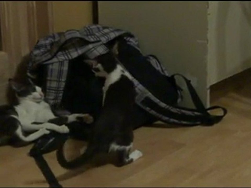 chaton Oriental kitten a vendre / for sale "video Party cats"