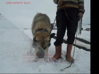 KARA DURSUNUN EFSANE KANGAL ÜRETİM CİFTLİGİ