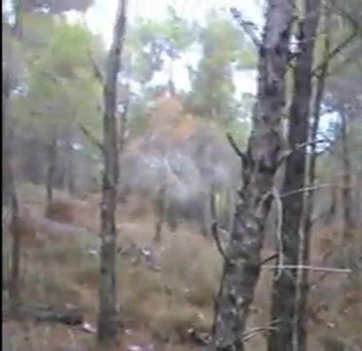 kurzhaarvomakhisar- Ferma Show