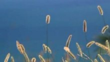 My Video dailymotion 0215A
