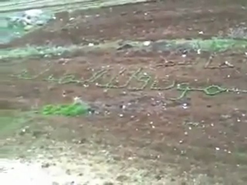 فري برس   مدينة جاسم المحتلة حتى الزرع نطق الموت ولا المذلة