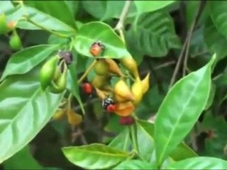 Hoa binh ve dep ben vung(1)