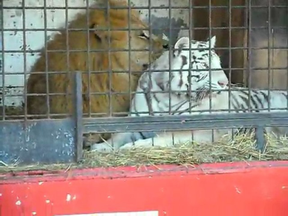 lion saint valentin