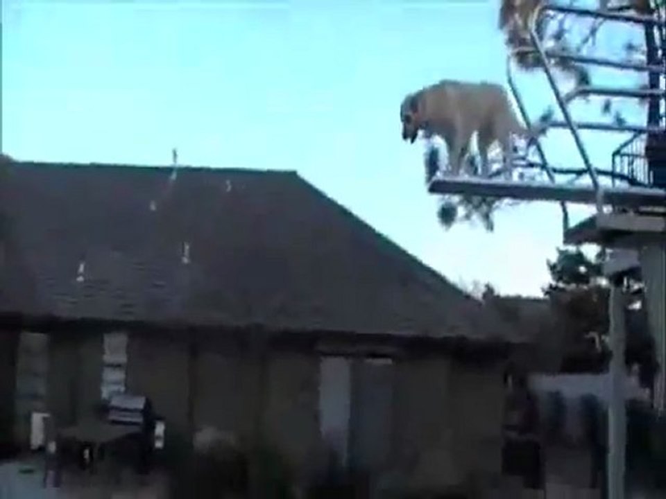 Chien plonge et fait du toboggan